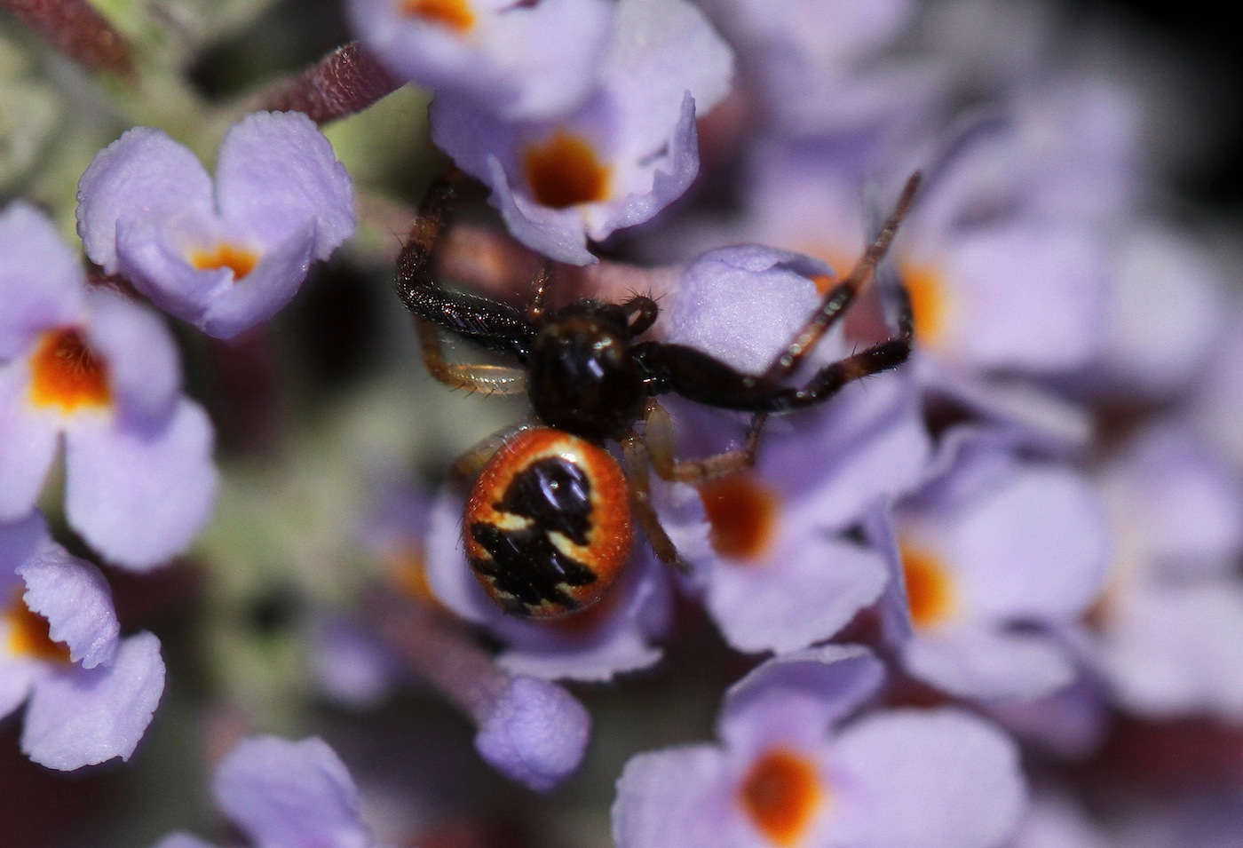 Synema globosum - Roma (RM)